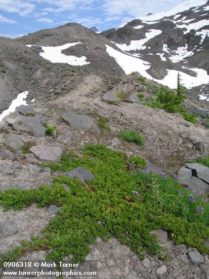 Arctostaphylos uva-ursi