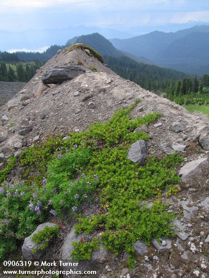 Arctostaphylos uva-ursi; Lupinus latifolius