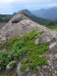 Kinnickinnick & Broadleaf Lupines on glacial moraine