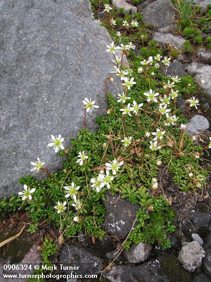 Saxifraga tolmiei