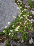 Tolmie's Saxifrage