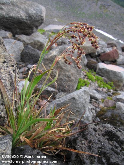 Luzula hitchcockii