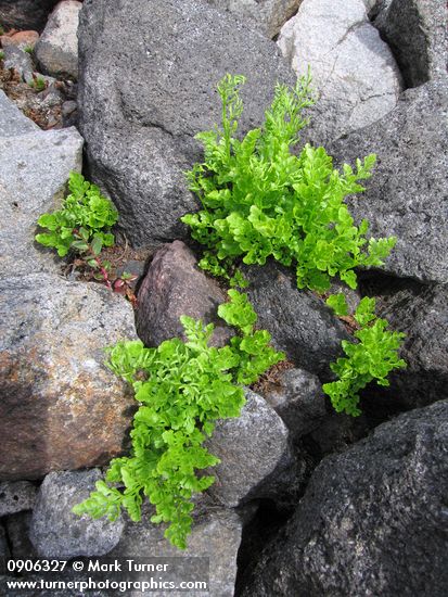 Cryptogramma cascadensis