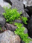 Cascade Parsley Fern