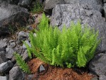 Alpine Ladyfern