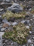 Tolmie's Saxifrage