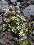 Tolmie's Saxifrage