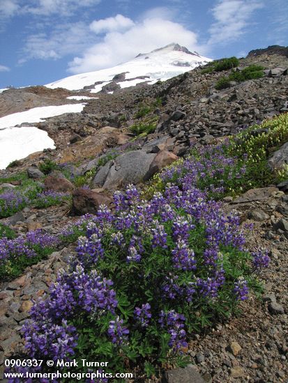 Lupinus latifolius