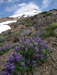 Broadleaf Lupines on glacial moraine w/ Mt. Baker summit bkgnd