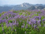 Broadleaf Lupines among Sedges w/ Park Butte & Dock Butte bkgnd