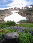 Broadleaf Lupines by snowmelt pond below Mt. Baker summit