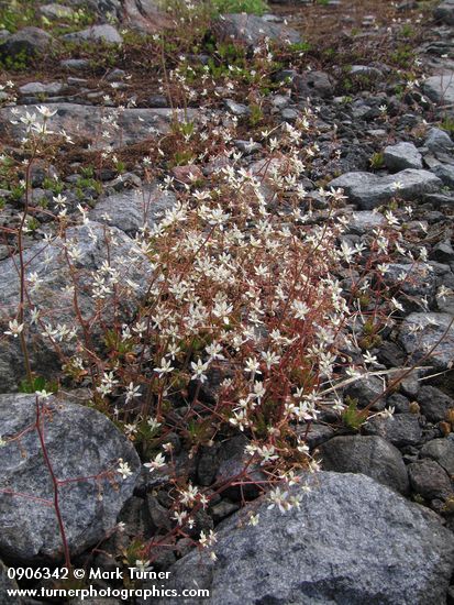 Saxifraga ferruginea