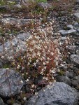 Rusty Saxifrage