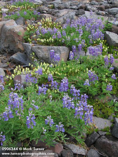 Lupinus latifolius; Luetkea pectinata