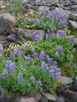 Broadleaf Lupines on glacial moraine w/ Partridgefoot