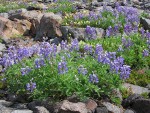 Broadleaf Lupines on glacial moraine w/ Partridgefoot