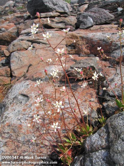 Saxifraga ferruginea