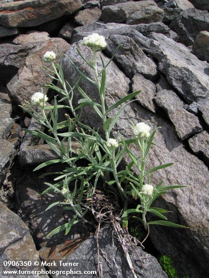 Anaphalis margaritacea