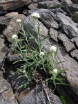 Pearly Everlasting