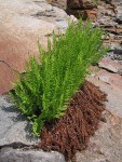 Alpine Ladyfern