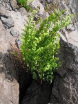 Maidenhair Fern