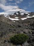 Mt. Baker south face w/ Easton Glacier, dwarf Mountain Hemlock fgnd