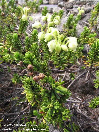 Phyllodoce glanduliflora