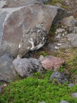 White-tailed Ptarmigan