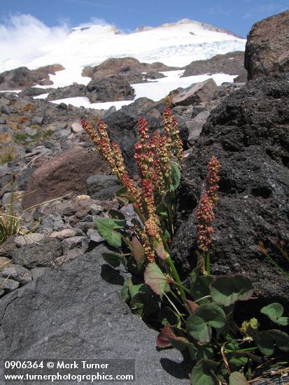 Oxyria digyna