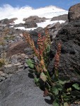 Mountain Sorrel w/ Mt. Baker summit bkgnd