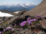 Davidson's Penstemon w/ Twin Sisters range bkgnd