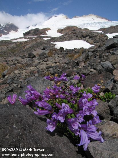 Penstemon davidsonii