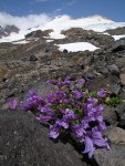 Davidson's Penstemon w/ Mt. Baker summit bkgnd