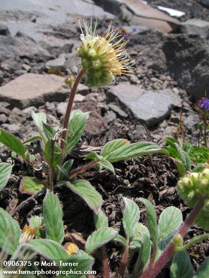 Phacelia leptosepala