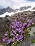 Davidson's Penstemon on glacial moraine w/ Black Buttes & Deming Glacier bkgnd