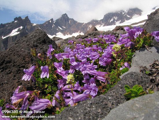 Penstemon davidsonii