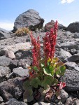 Mountain Sorrel on glacial moraine