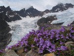 Davidson's Penstemon w/ Black Buttes & Deming Glacier bkgnd