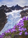 Davidson's Penstemon w/ Black Buttes & Deming Glacier bkgnd