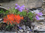 Cliff Paintbrush & Davidson's Penstemon on fractured rock cliff