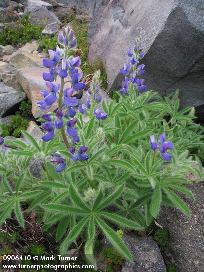 Lupinus latifolius