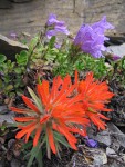 Cliff Paintbrush & Davidson's Penstemon on fractured rock cliff