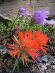 Cliff Paintbrush & Davidson's Penstemon on fractured rock cliff