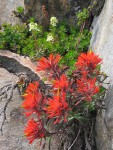 Cliff Paintbrush & Patridgefoot on rock cliff