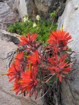 Cliff Paintbrush & Patridgefoot on rock cliff