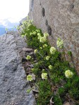 Patridgefoot on rock cliff