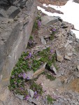 Davidson's Penstemon on rock cliff