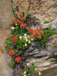 Cliff Paintbrush & Patridgefoot on rock cliff