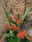 Cliff Paintbrush, Patridgefoot, Shasta Fern on rock cliff