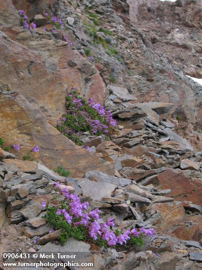 Penstemon davidsonii